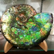 斑彩石何以拥有艳丽的色彩？古生物学最新研究揭晓答案