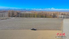 新疆焉耆垦区55.3万亩辣椒铺膜工作启动